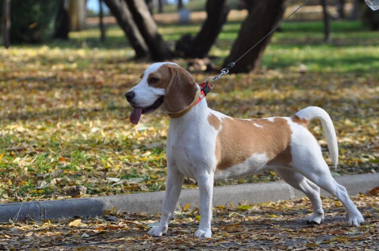 beagle on a walk